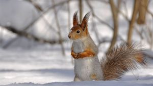 Preview wallpaper squirrel, park, snow, winter, climbing, tree, wood