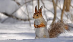 Preview wallpaper squirrel, park, snow, winter, climbing, tree, wood