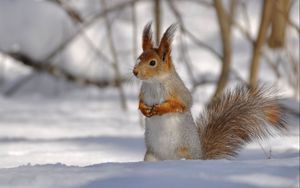 Preview wallpaper squirrel, park, snow, winter, climbing, tree, wood
