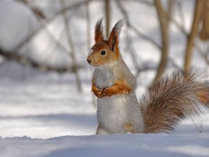 Preview wallpaper squirrel, park, snow, winter, climbing, tree, wood