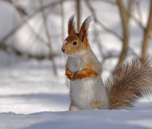Preview wallpaper squirrel, park, snow, winter, climbing, tree, wood