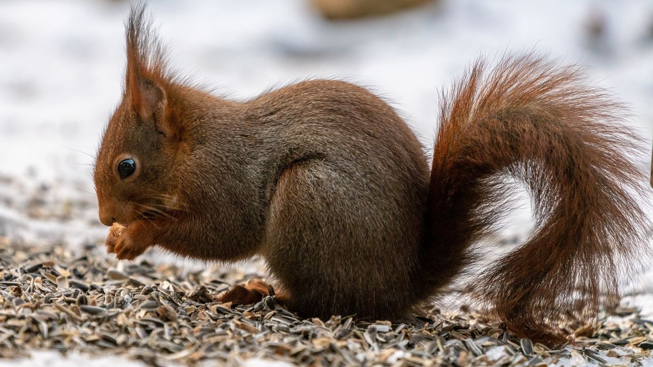 Wallpaper squirrel, paws, rodent, seeds, animal