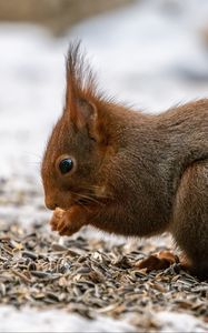 Preview wallpaper squirrel, paws, rodent, seeds, animal