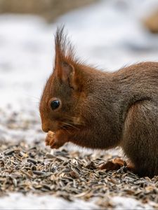 Preview wallpaper squirrel, paws, rodent, seeds, animal
