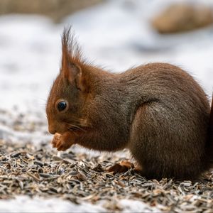 Preview wallpaper squirrel, paws, rodent, seeds, animal