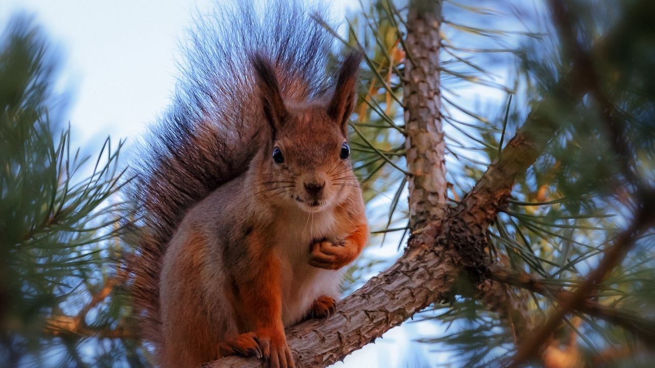 Wallpaper squirrel, pine, branch