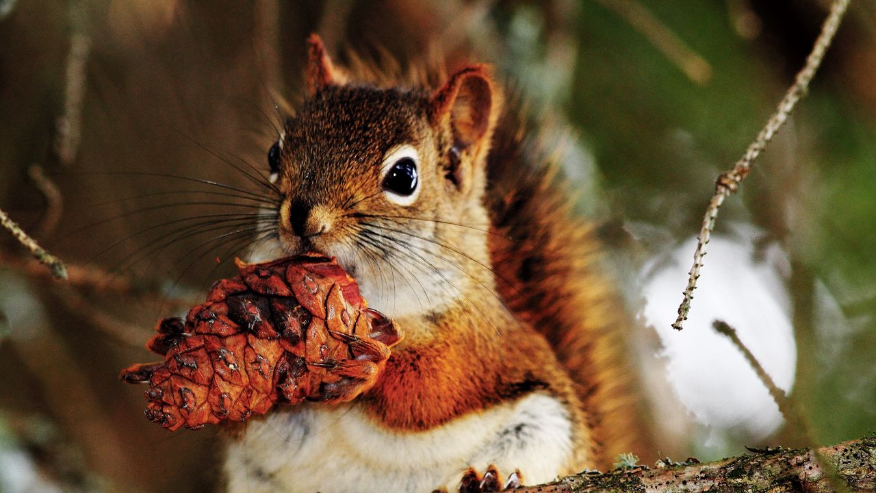 Wallpaper squirrel, pine cone, food, branch