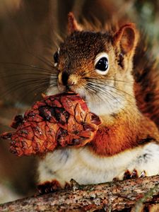Preview wallpaper squirrel, pine cone, food, branch