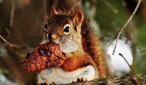 Preview wallpaper squirrel, pine cone, food, branch