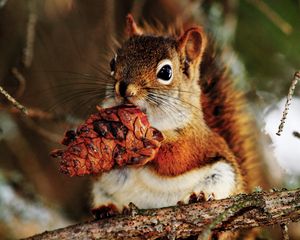 Preview wallpaper squirrel, pine cone, food, branch