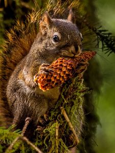 Preview wallpaper squirrel, pine cone, lunch