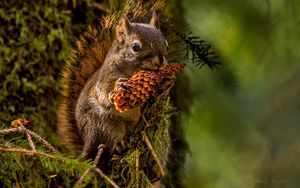 Preview wallpaper squirrel, pine cone, lunch
