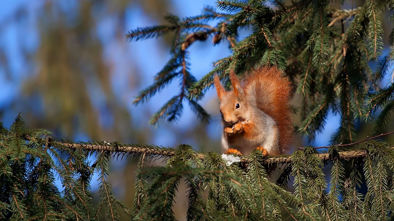 Wallpaper squirrel, pine, sitting, tail