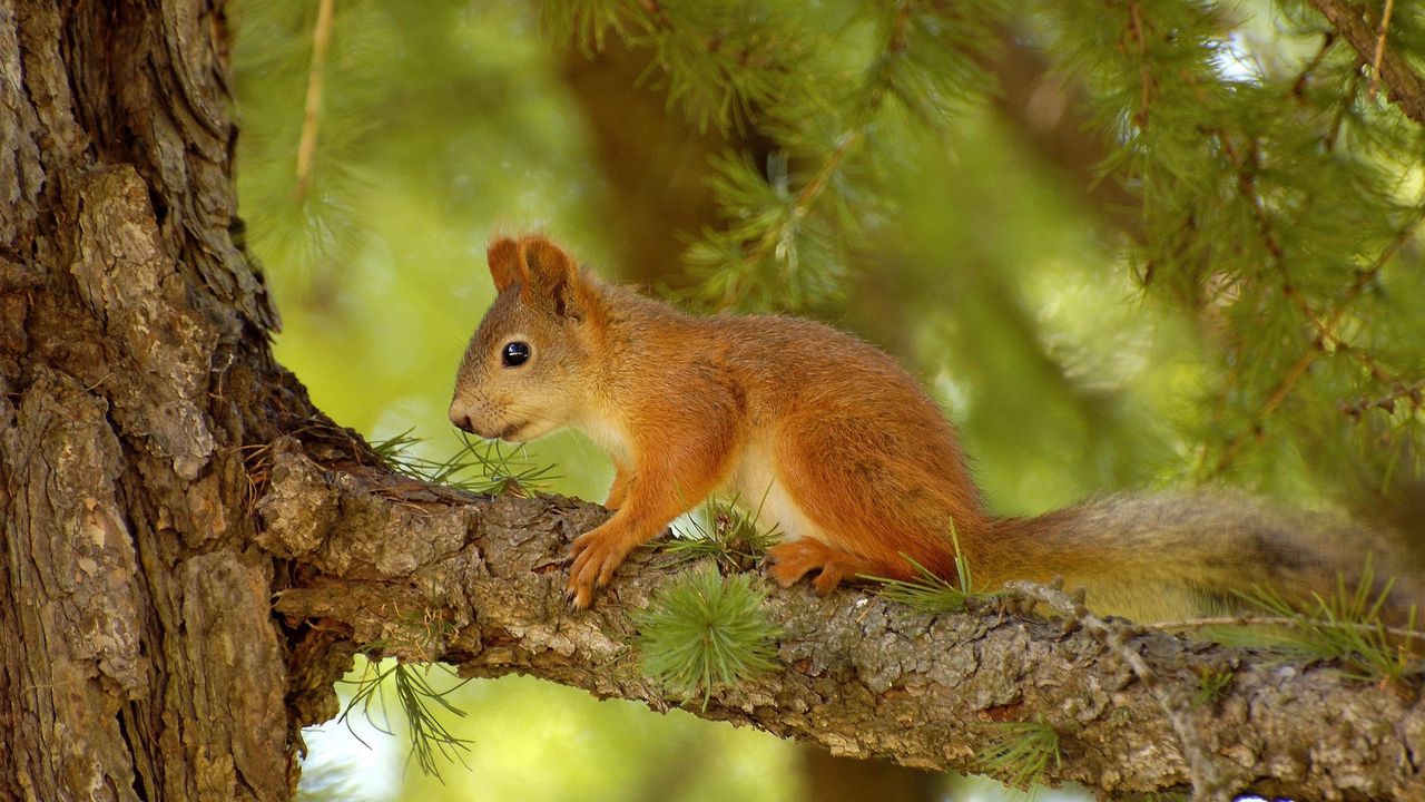 Wallpaper squirrel, pine, tree, summer, hunting