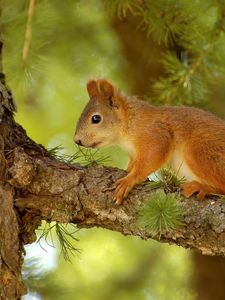 Preview wallpaper squirrel, pine, tree, summer, hunting