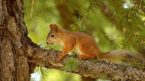 Preview wallpaper squirrel, pine, tree, summer, hunting