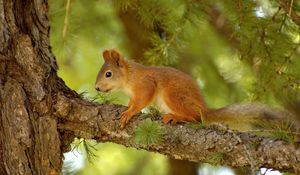 Preview wallpaper squirrel, pine, tree, summer, hunting