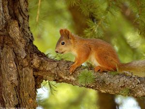 Preview wallpaper squirrel, pine, tree, summer, hunting