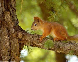 Preview wallpaper squirrel, pine, tree, summer, hunting