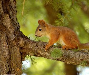 Preview wallpaper squirrel, pine, tree, summer, hunting