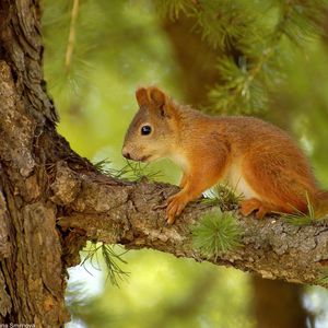 Preview wallpaper squirrel, pine, tree, summer, hunting