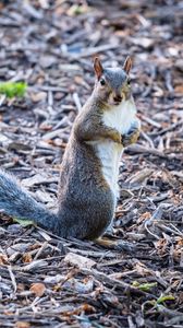 Preview wallpaper squirrel, pose, wildlife, animal