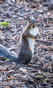 Preview wallpaper squirrel, pose, wildlife, animal