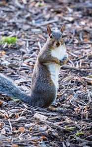 Preview wallpaper squirrel, pose, wildlife, animal