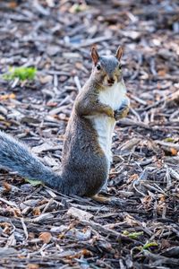 Preview wallpaper squirrel, pose, wildlife, animal