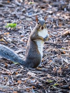 Preview wallpaper squirrel, pose, wildlife, animal