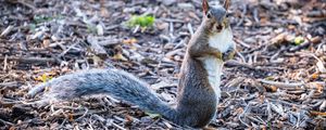 Preview wallpaper squirrel, pose, wildlife, animal