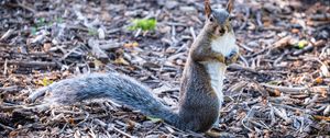 Preview wallpaper squirrel, pose, wildlife, animal
