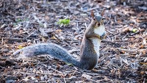 Preview wallpaper squirrel, pose, wildlife, animal