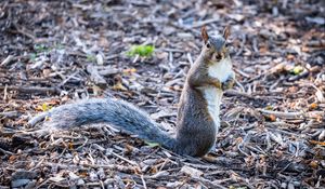 Preview wallpaper squirrel, pose, wildlife, animal