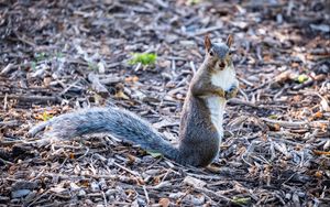 Preview wallpaper squirrel, pose, wildlife, animal