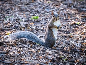 Preview wallpaper squirrel, pose, wildlife, animal