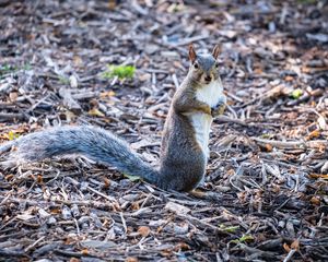 Preview wallpaper squirrel, pose, wildlife, animal