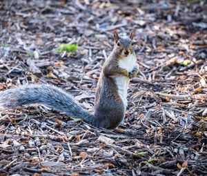 Preview wallpaper squirrel, pose, wildlife, animal