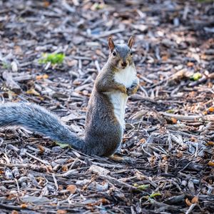 Preview wallpaper squirrel, pose, wildlife, animal