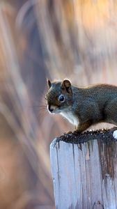 Preview wallpaper squirrel, post, sit, animal