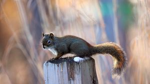 Preview wallpaper squirrel, post, sit, animal
