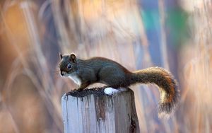 Preview wallpaper squirrel, post, sit, animal
