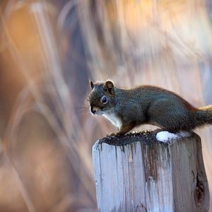 Preview wallpaper squirrel, post, sit, animal