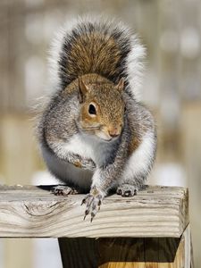 Preview wallpaper squirrel, railings, animal