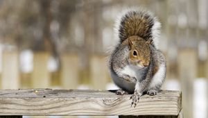 Preview wallpaper squirrel, railings, animal