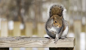 Preview wallpaper squirrel, railings, animal