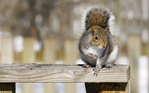 Preview wallpaper squirrel, railings, animal