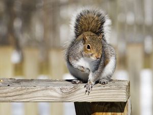 Preview wallpaper squirrel, railings, animal