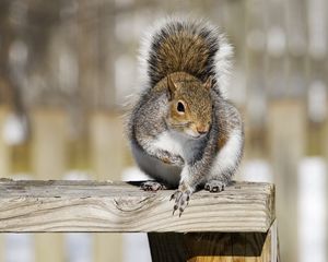 Preview wallpaper squirrel, railings, animal