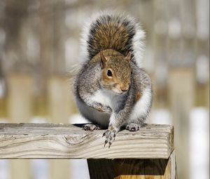 Preview wallpaper squirrel, railings, animal